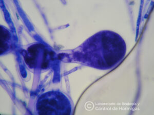 Gongilidia: ensanchamiento de hifas del cultivo de las HCH. Las hormigas cultivan el hongo para alimentarse de estas estructuras ricas en nutrientes.