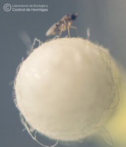 Se aprecia el tamaño relativo de un fórido de hormiga cortadora sobre la punta de un cotonete de algodón.