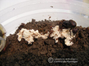 Reina de hormiga cortadora fundando su nido, se observa el cultivo con la reina y varias obreras