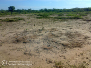 Nido de Atta, gran circumferencia.